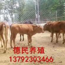 贵州哪里有出售黄牛小牛犊的 肉牛犊批发 量大