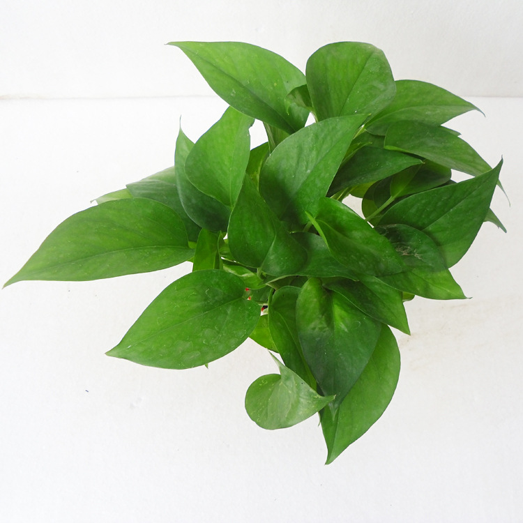 【基地直供】室内吸甲醛桌面植物花卉盆栽可水培(90#)青叶绿萝