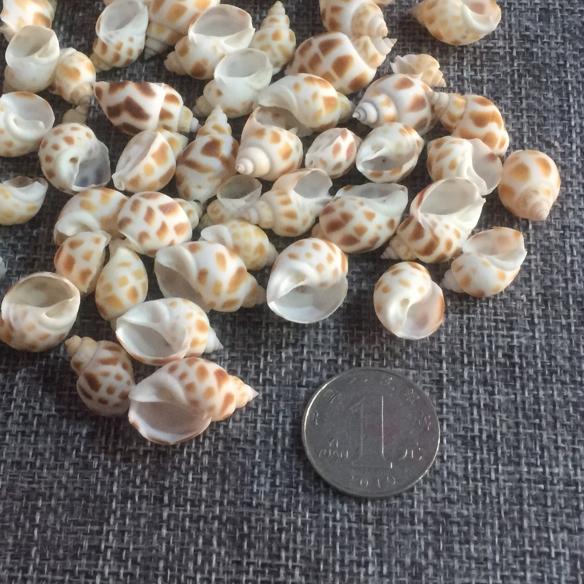 小东风螺 花螺 微景观 鱼缸装饰 工艺配件 天然贝壳海螺