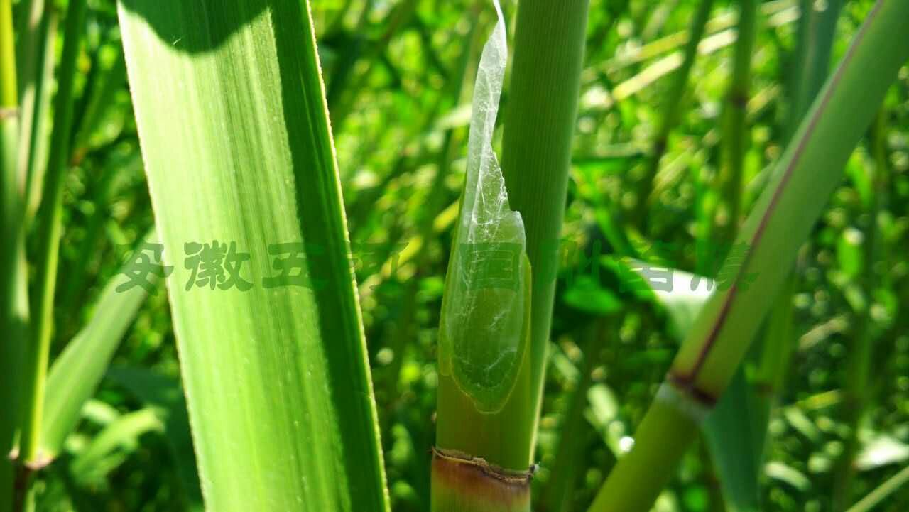 祥语乐器正品2018年新芦苇膜演奏笛膜 高级l学生考级练习竹笛膜