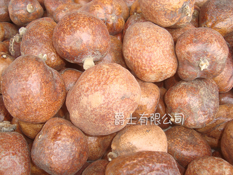 佛心果菩提 空心果菩提子 金灯菩提果原籽原料佛灯释迦菩提果批发