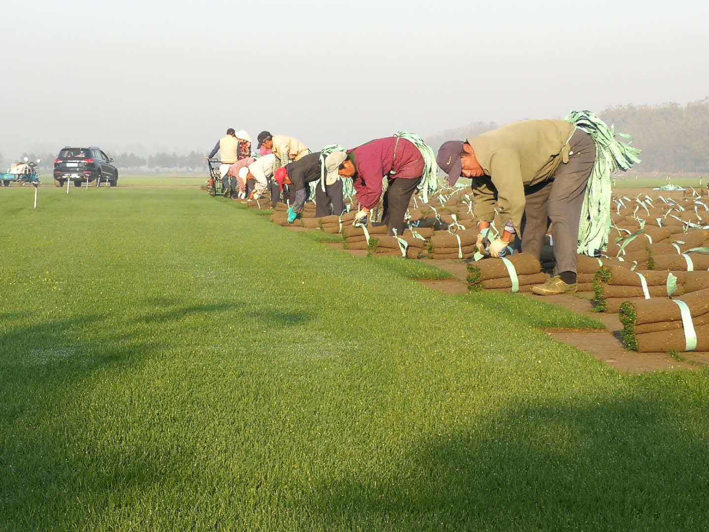 2017年秋冬季果岭草混播黑麦草大量上市