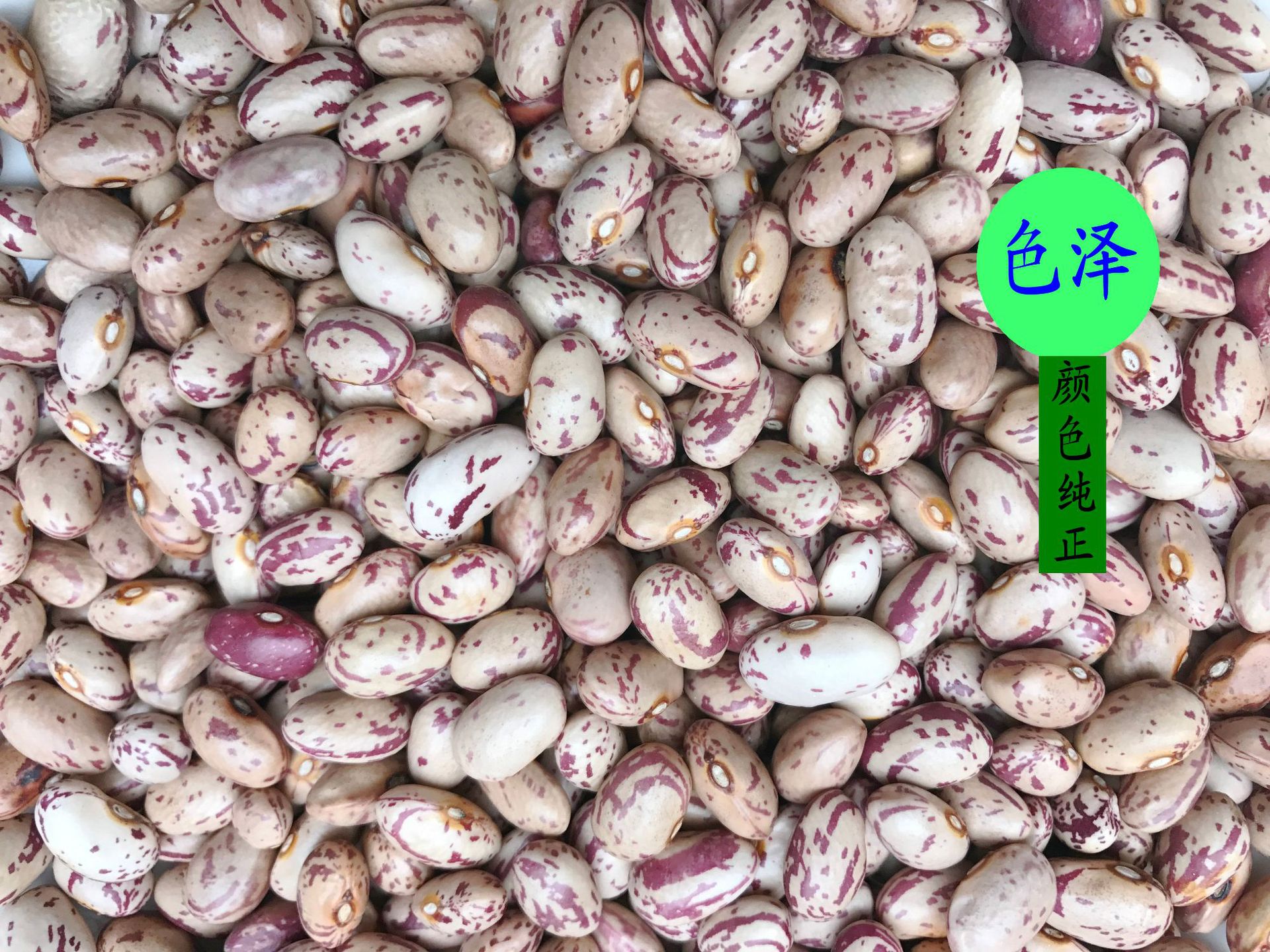 厂家供应新货圆形奶花芸豆 长形奶花芸豆 花芸豆 豆类杂粮