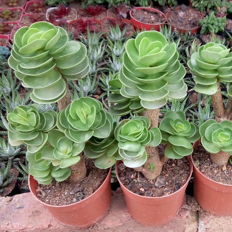 盆栽花卉_多肉植物批发 金钱木小老约 裸根 盆栽园艺