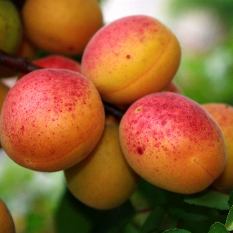 杏树苗基地直销 大棚王杏树苗价格 密香杏树苗 新品种 价格优惠