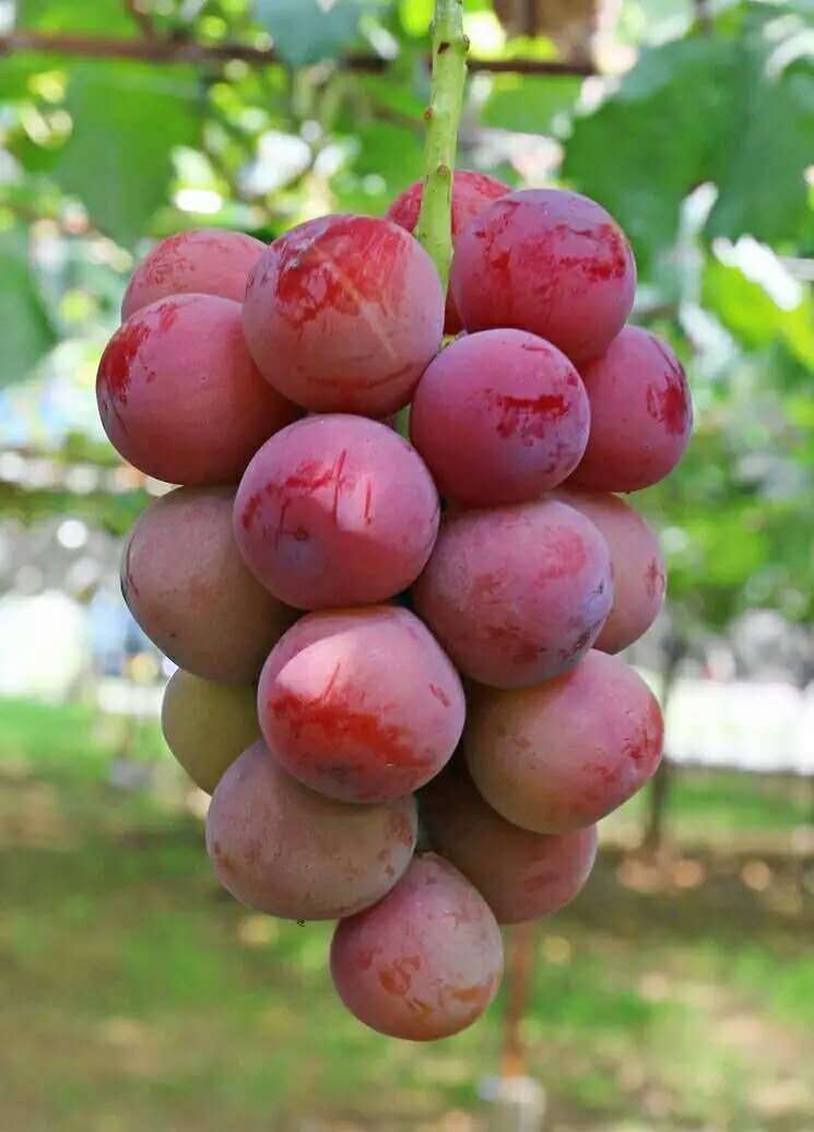 金华妮娜皇后葡萄苗