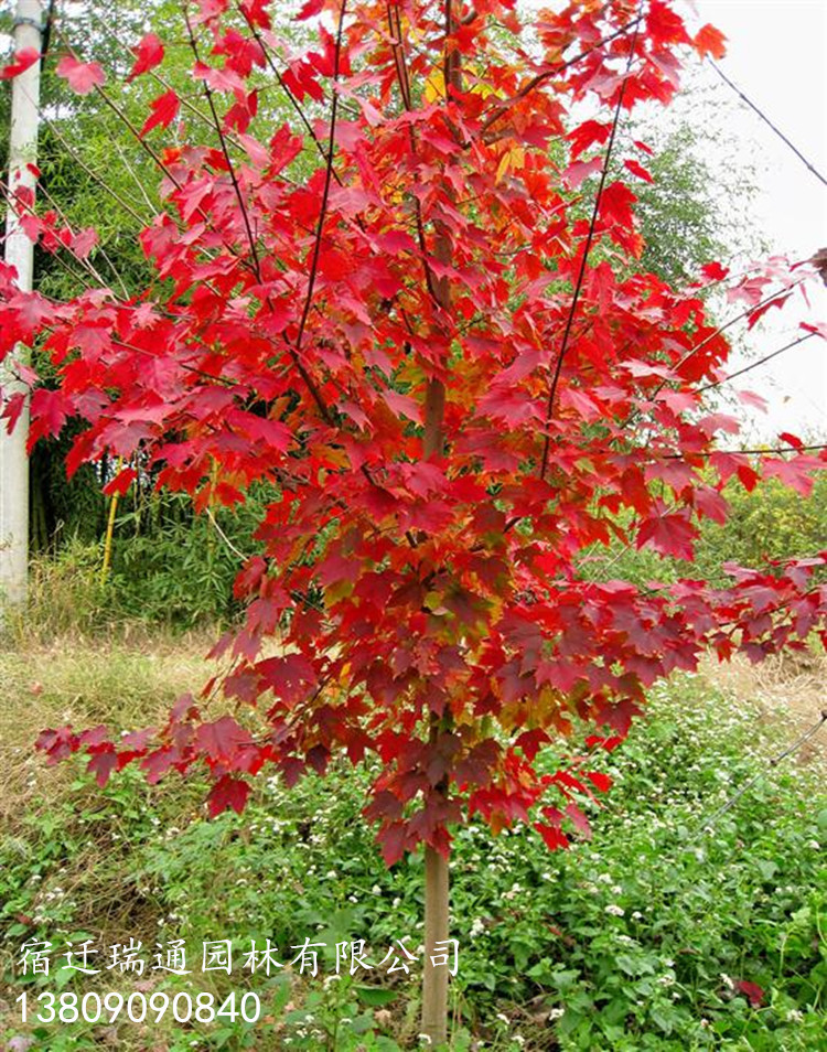 红枫 品种齐全