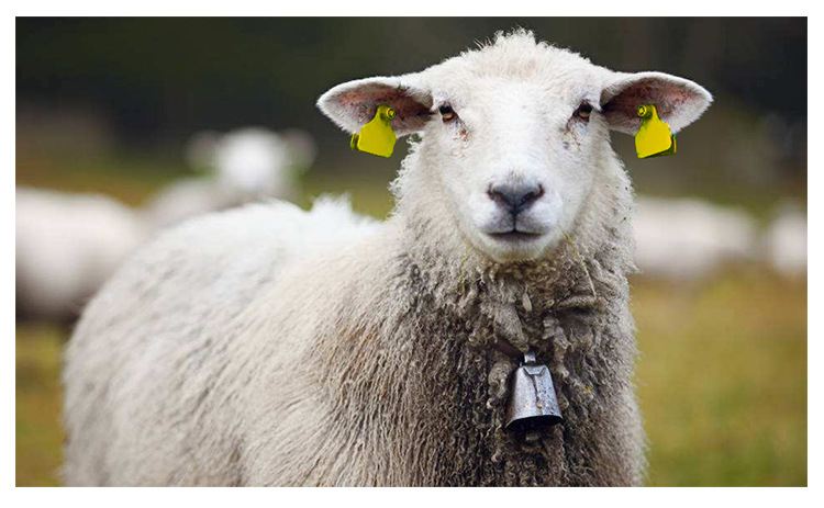 杭州ic卡 洗衣标签 rfid耐高温洗衣标签动物标签牛耳标免费设计