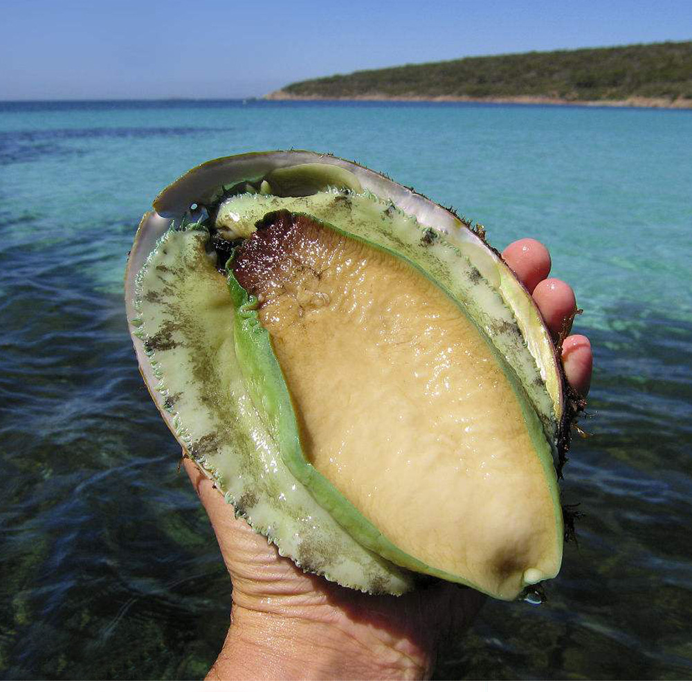 澳鲍荟澳洲原装进口液氮刺生级野生带壳青边鲍鱼 1只袋装海鲜水产