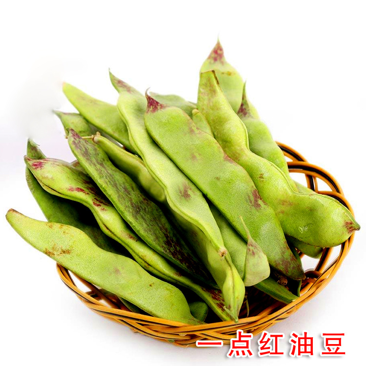 狮牌/一点红将军王油豆种子种籽中早熟高产油豆豆角芸豆蔬菜种孑