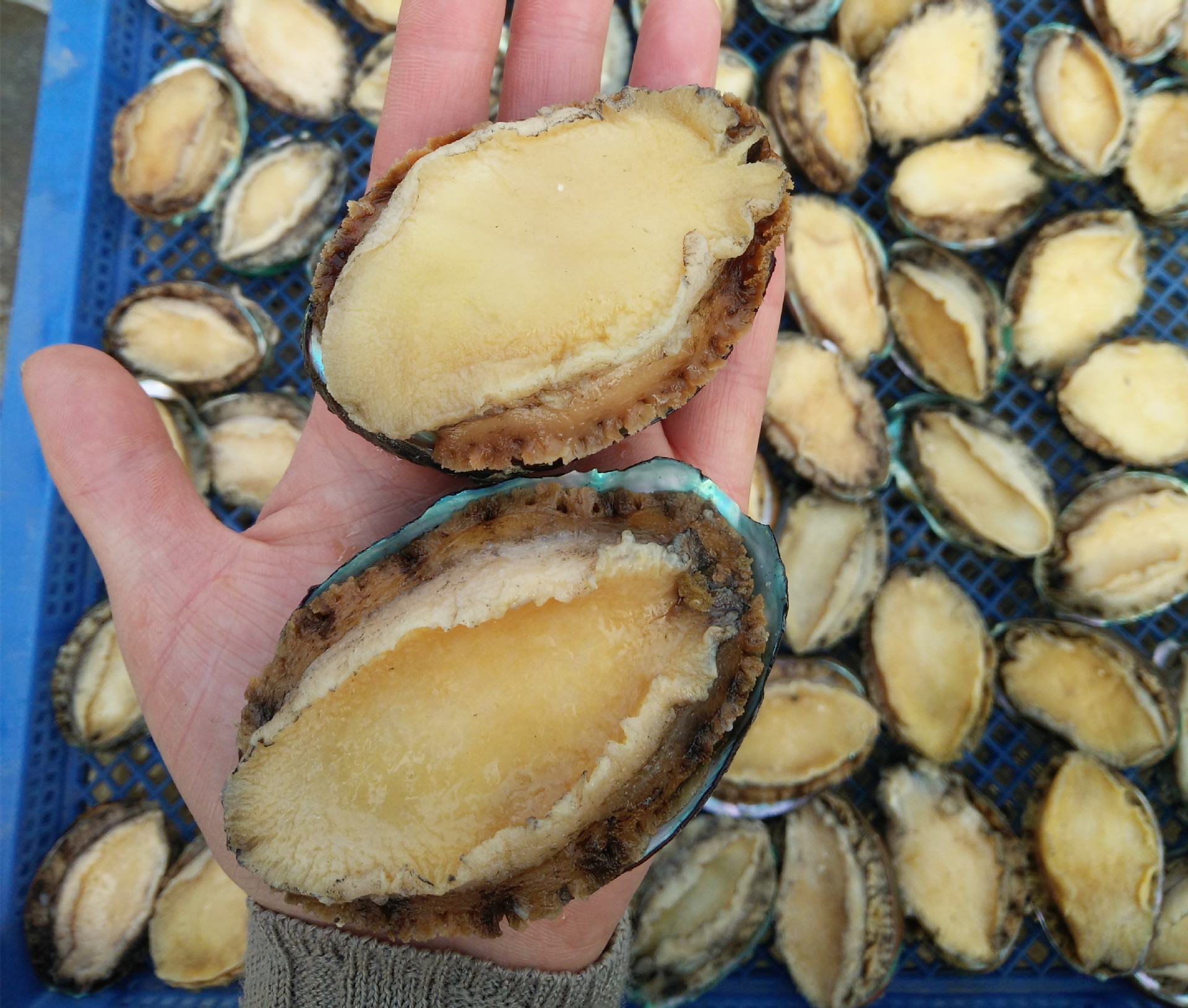 鲍鱼让苏东坡垂涎,写诗盛赞:一枚何啻千金直