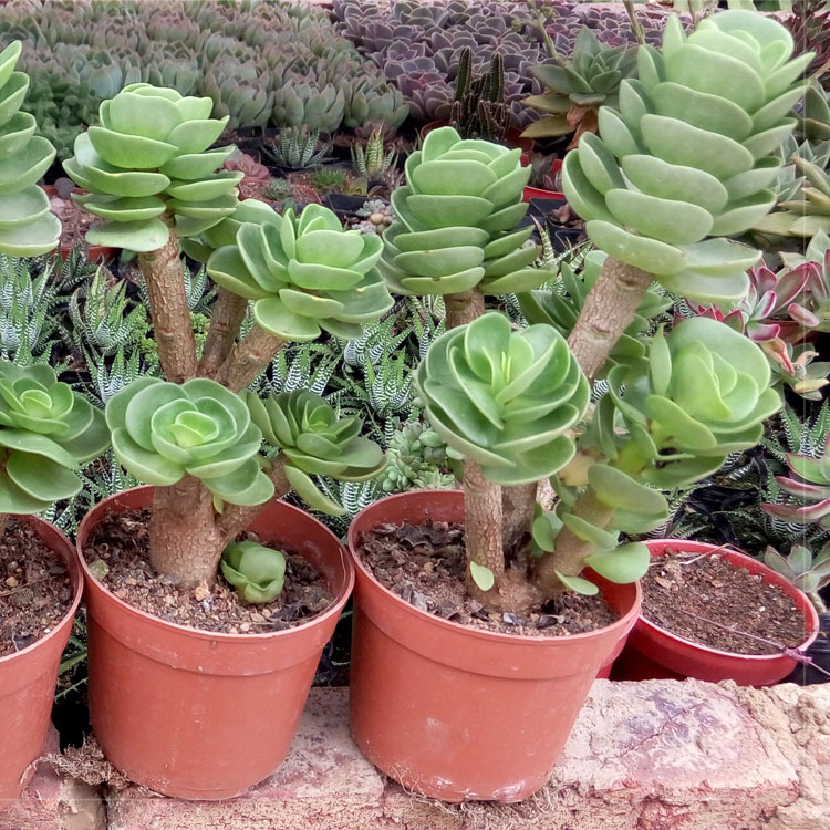 盆栽花卉_多肉植物批发 金钱木小老约 裸根 盆栽园艺