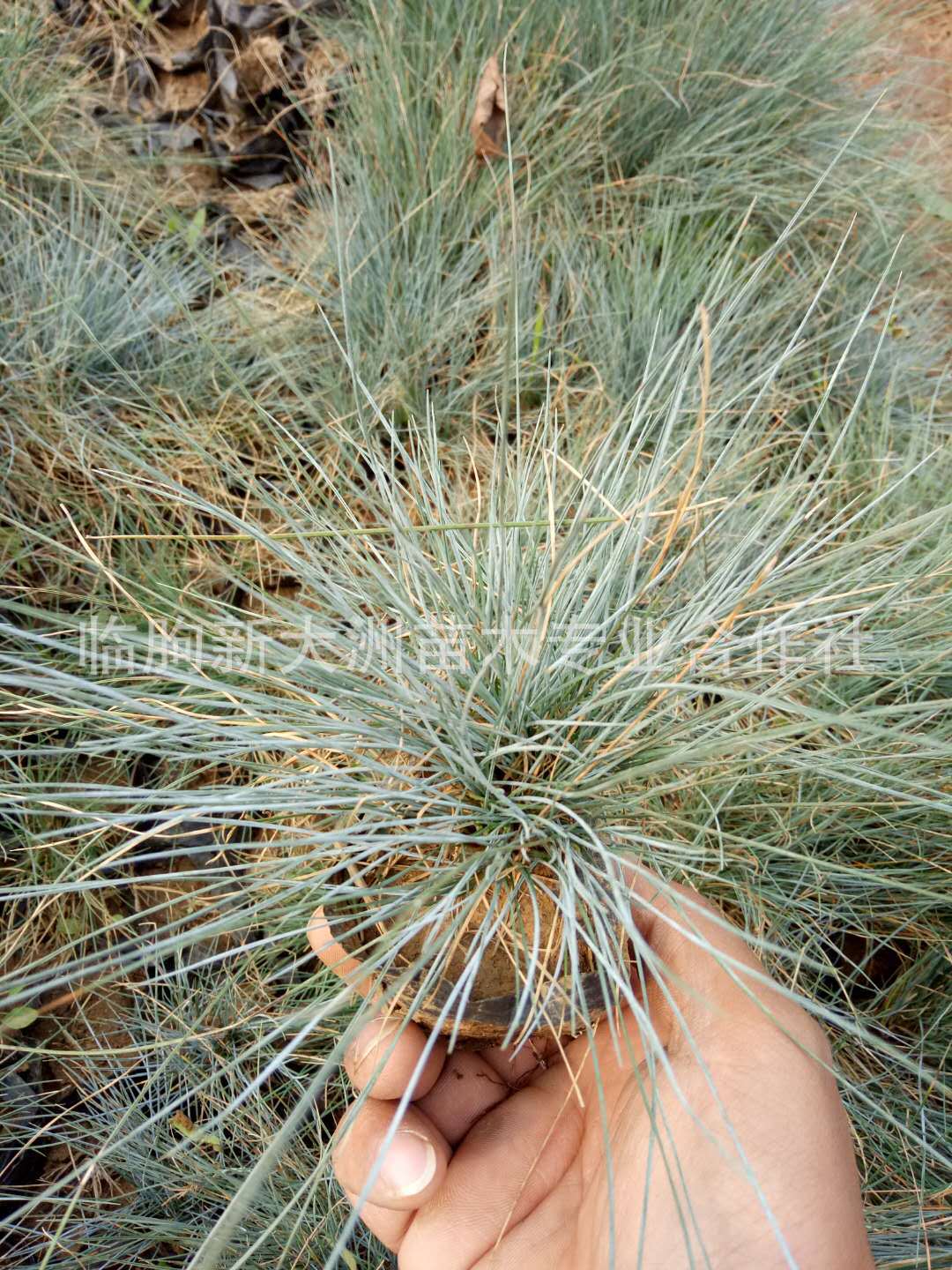 蓝羊茅种植基地观赏草耐寒植物园林绿化及护坡特价批发蓝羊茅