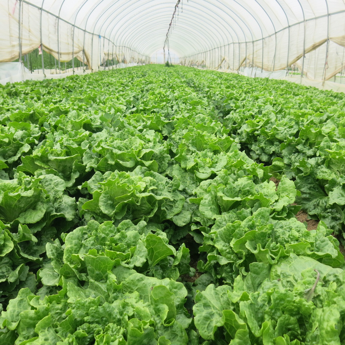 蔬菜 出口 新鲜 绿色 有机 无公害 意大利奶油生菜 基地 - 中国农作物