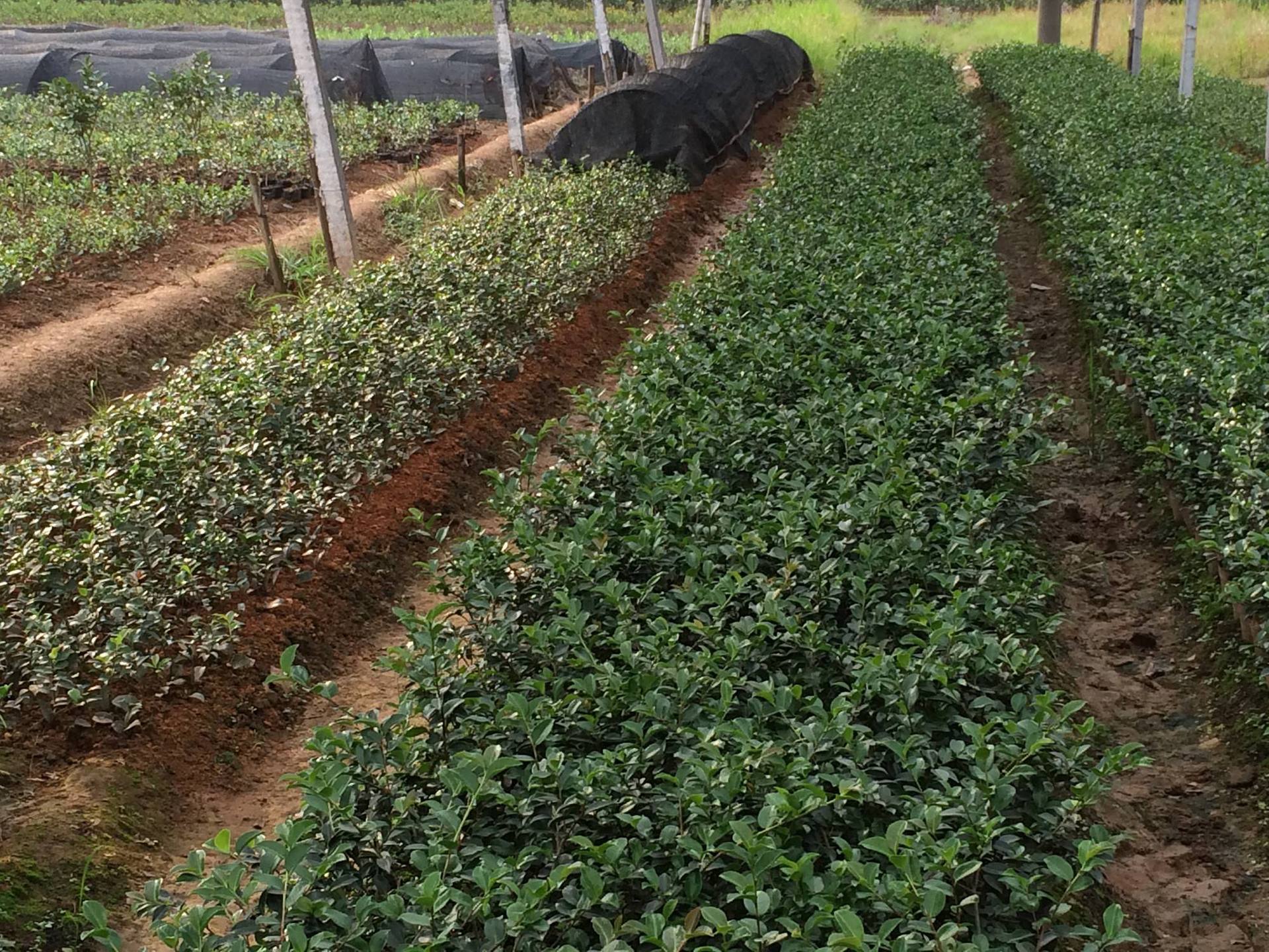 茶梅茶花耐寒植物花卉茶梅树苗 茶梅花苗 茶梅花苗盆景盆栽苗