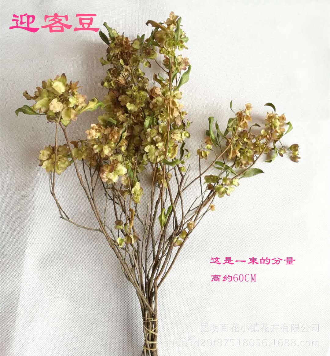 迎客豆干花批发 染色干花满天星 勿忘我干花 diy 摄影道具配件