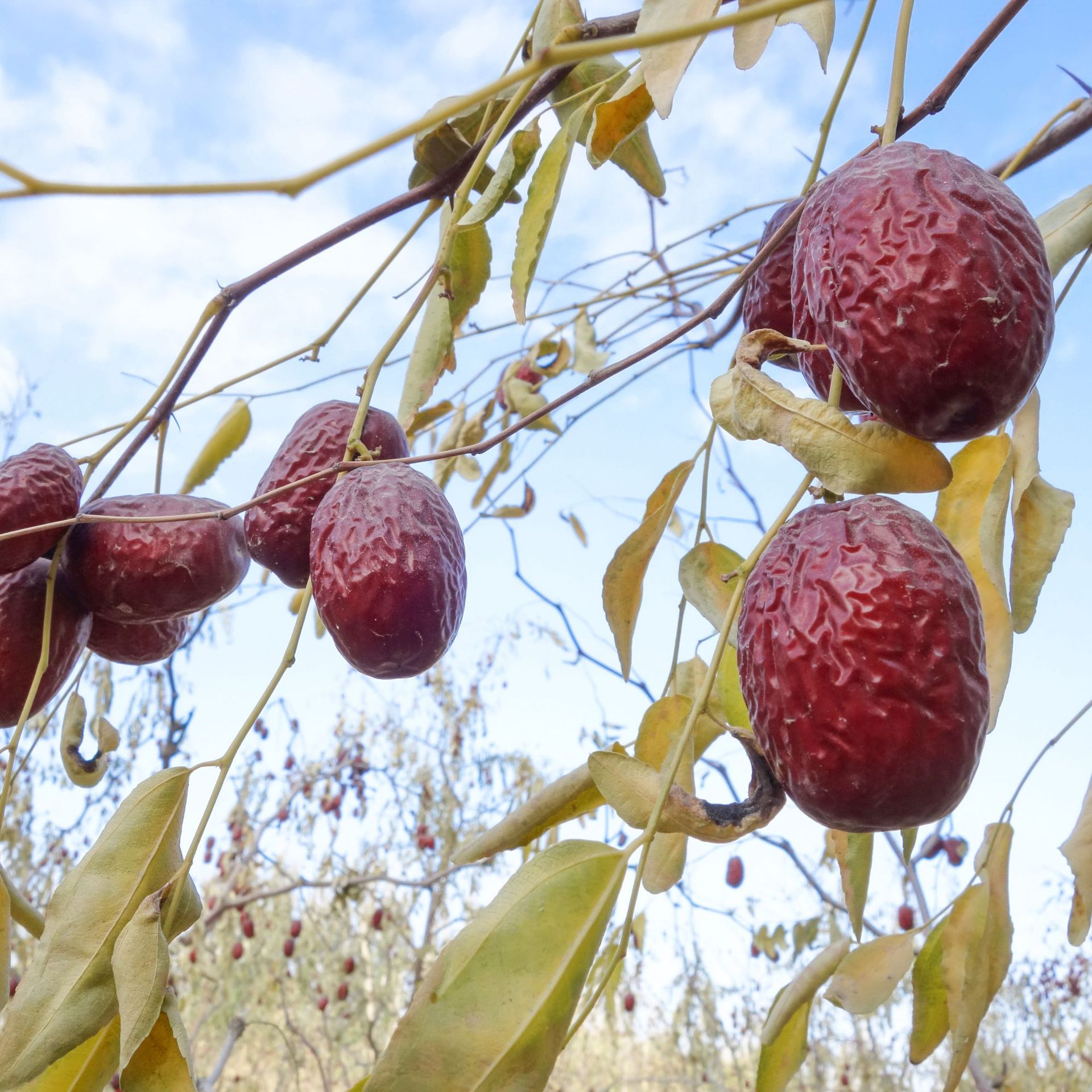 新疆若羌灰枣特级 甜枣 煮粥 煲汤 枣子 新疆特产 灰枣特级直供