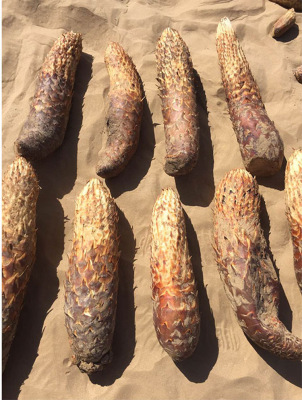 新疆 肉苁蓉 苁蓉切片 酒店餐厅直供 传统名贵中草药滋补品 500g