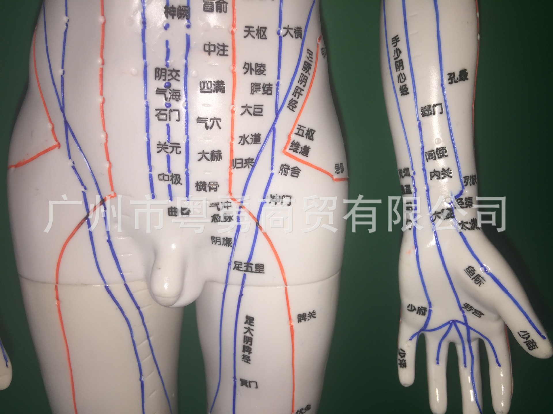 清晰刻字50cm男性针灸模型 中医经络模型推拿按摩人体穴位模型