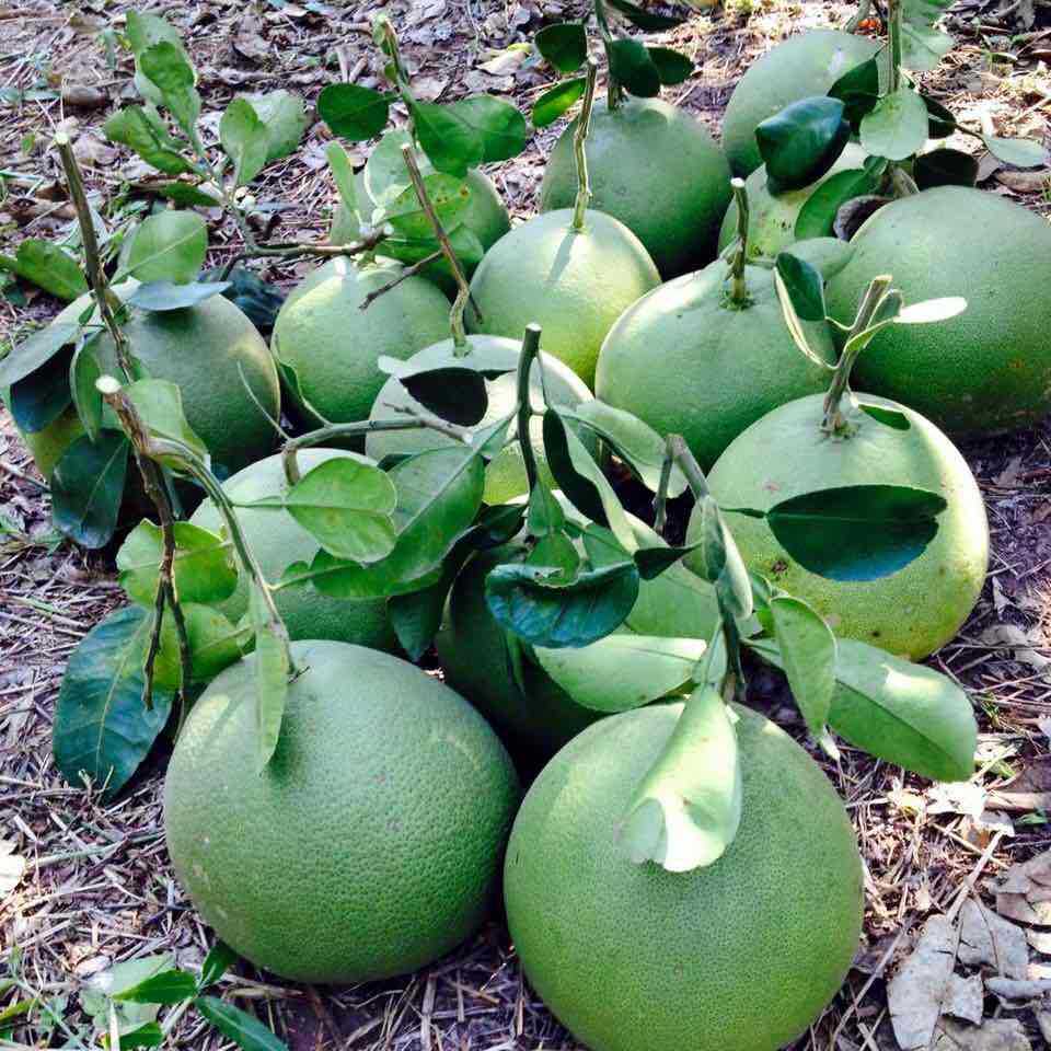 泰国进口青柚蜜柚 2-4-8个原箱当季水果热带【优品】