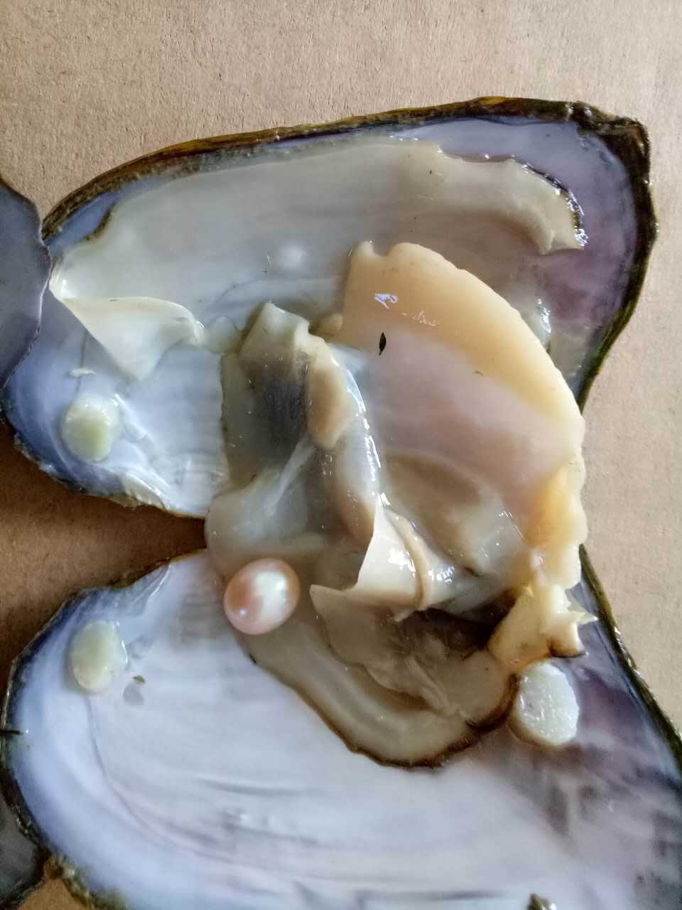 诸暨小型珍珠河蚌真空包装速卖通淘宝珍珠河蚌淡水珍珠贝地摊批发