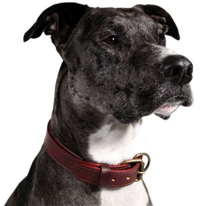 生产加工 中大型犬金毛德牧真皮狗项圈 头层黄牛皮狗狗链狗脖圈