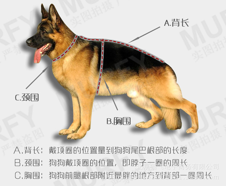 德牧肩高测量图图片