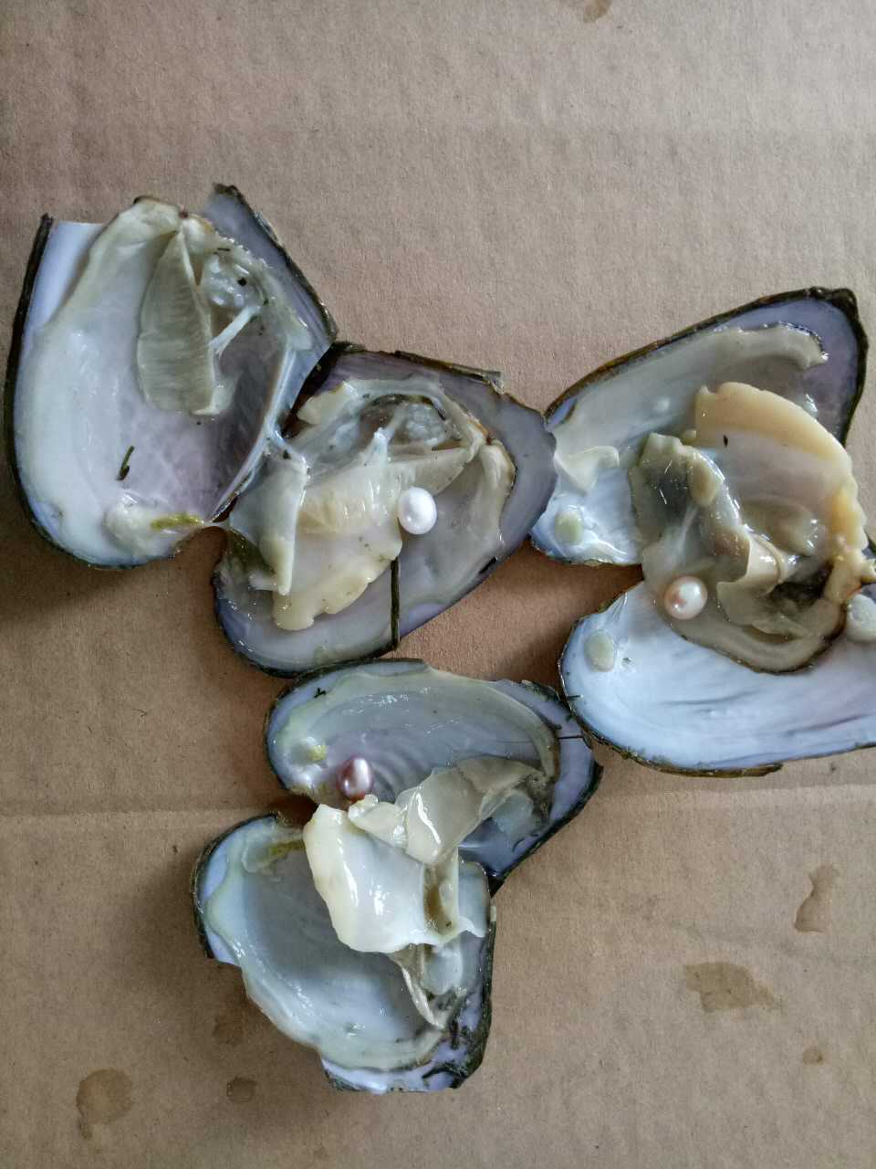 诸暨小型珍珠河蚌真空包装速卖通淘宝珍珠河蚌淡水珍珠贝地摊批发