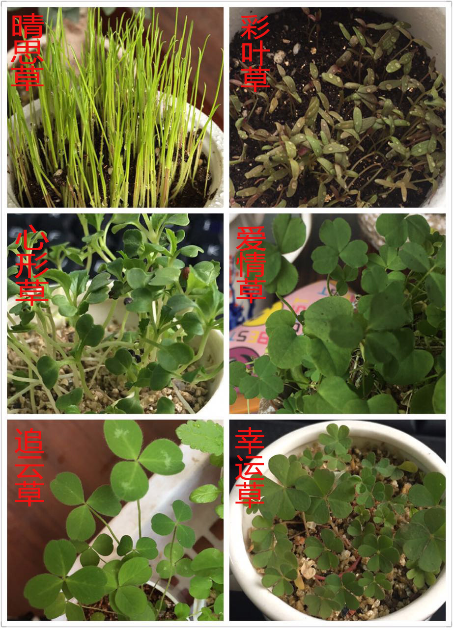 diy负离子植物种子水培植物创意迷你植物盆栽净化空气