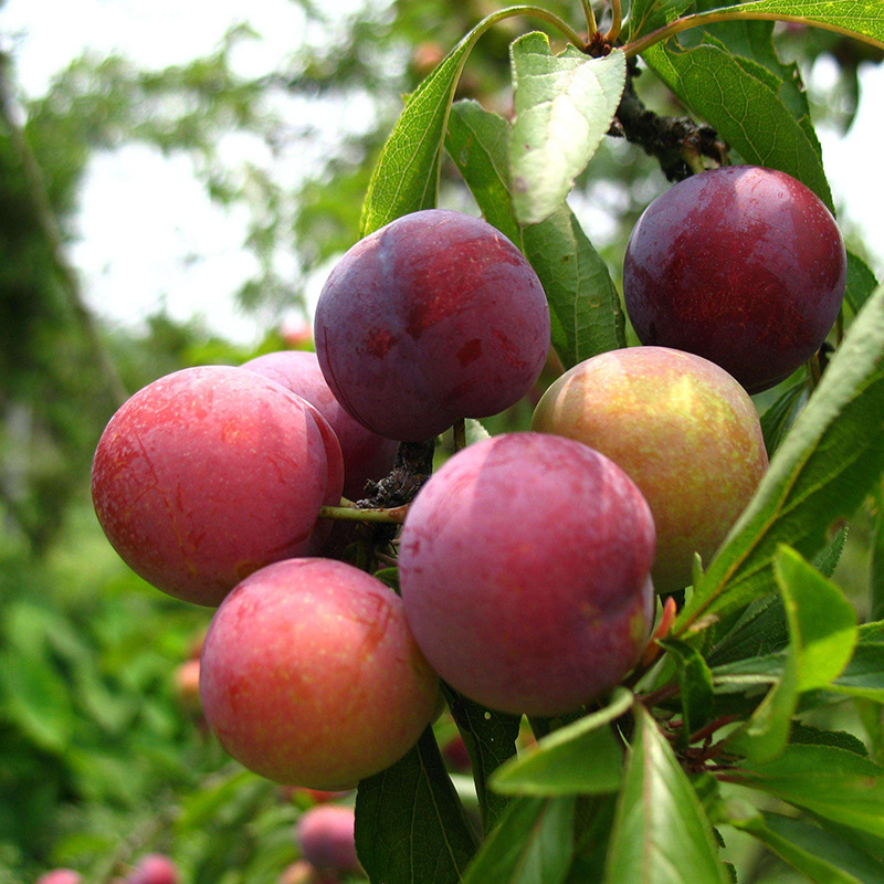 脆红李子树价格 当年可结果脆红李子树 香嫩润口李子树 量大优惠