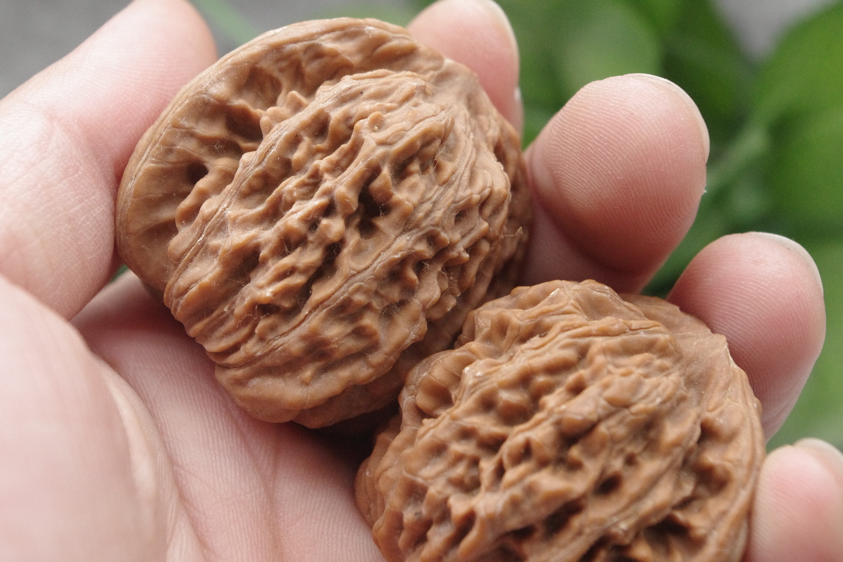 文玩核桃狮子头把玩麻核桃虎头原桩狮虎兽精品原产地直销地摊货