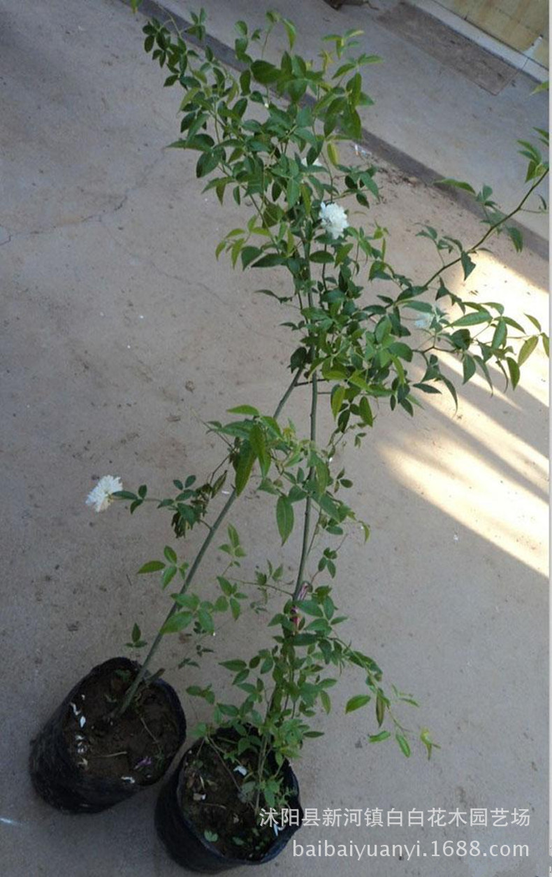 木香花苗 庭院爬藤攀援植物 浓香七里香 十里香黄木香 白色木香花