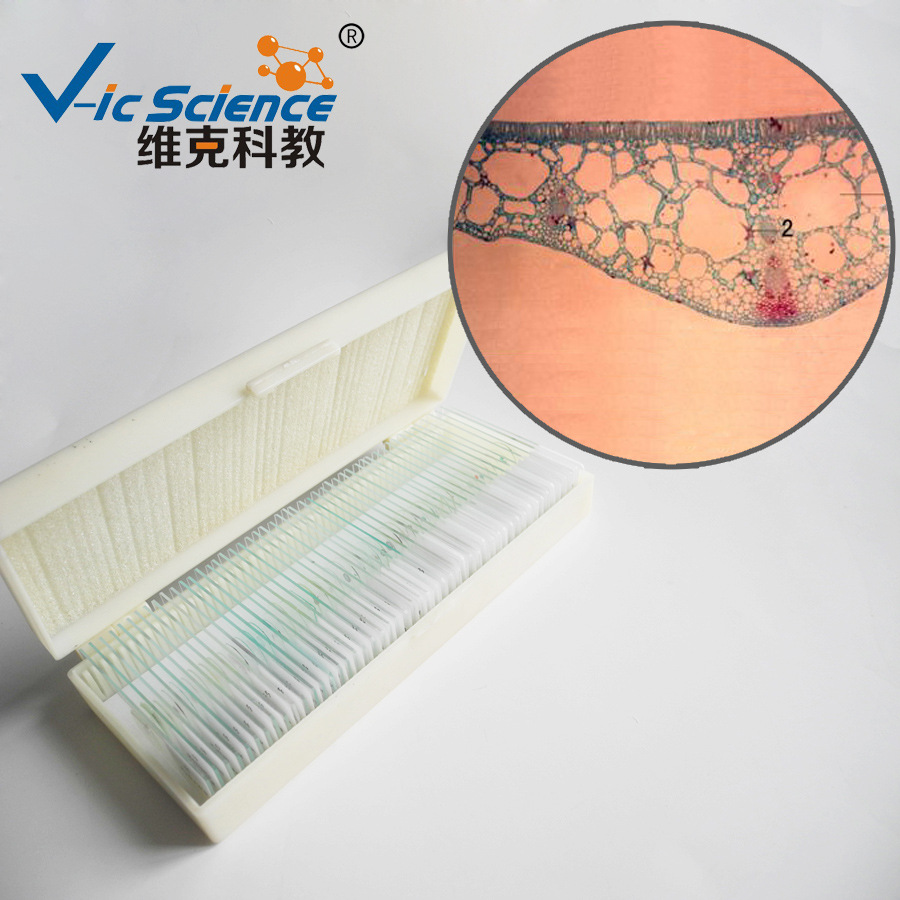 睡莲叶横切 植物类装片 叶及叶的变态 动植物切片标本 显微镜标本