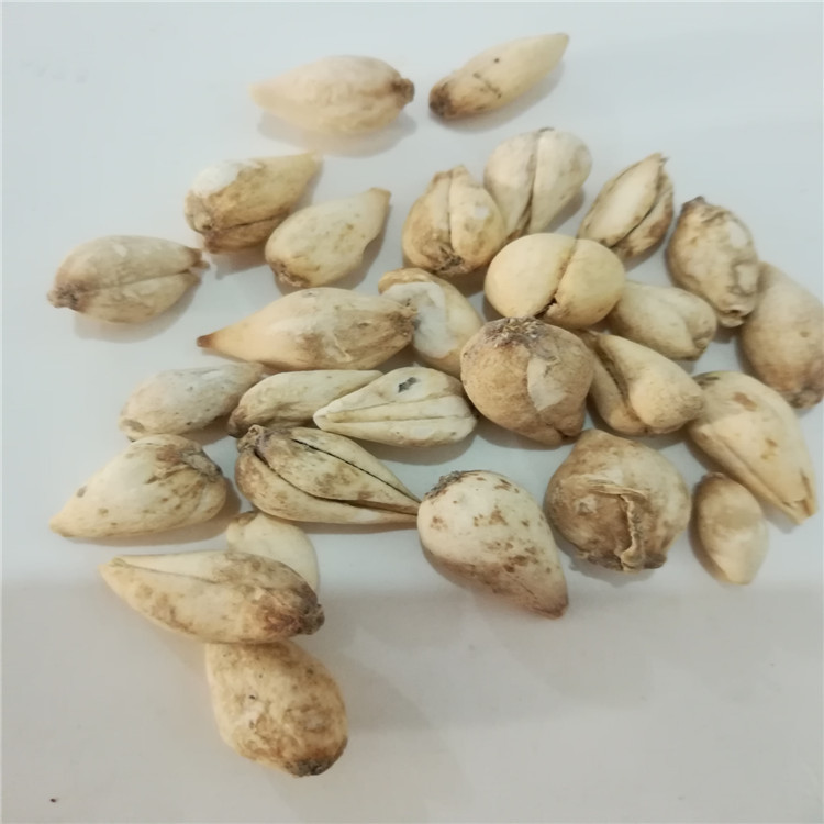 批发川贝母 炉贝 无硫磺熏蒸 干净无杂 选货