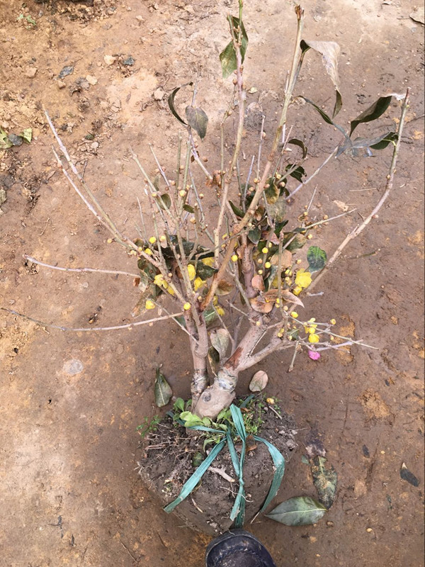 腊梅苗树桩盆景批发嫁接腊梅小盆栽地栽红绿梅花树苗素心腊梅种子