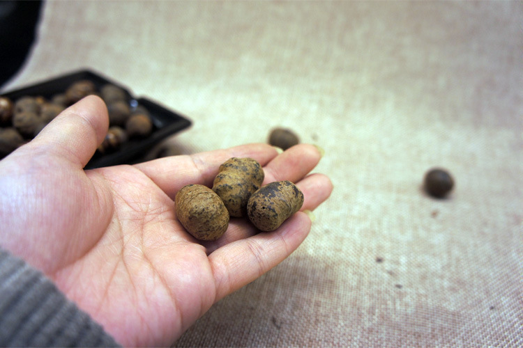 厂家直销大量天然金蟾子菩提星月原籽金蝉子原料通货按斤批发