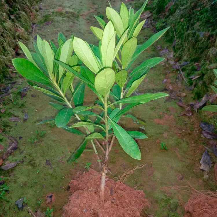 工程绿化苗木春鹃扦插小苗 庭院观赏绿化植物春鹃 价格实惠