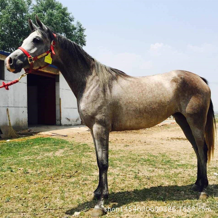 一匹能骑的蒙古马多少钱柏布马与蒙古马那个耐力好混血马&伊犁马马