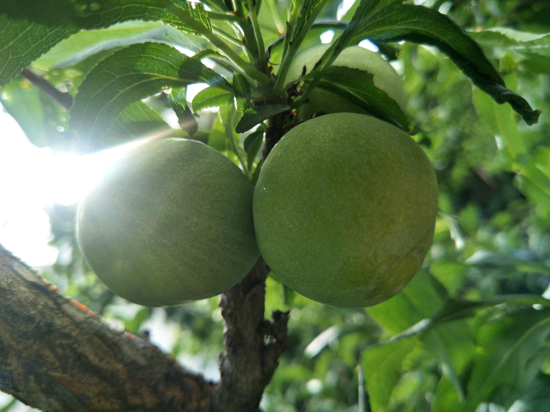 无公害汉源县苦李子青脆李