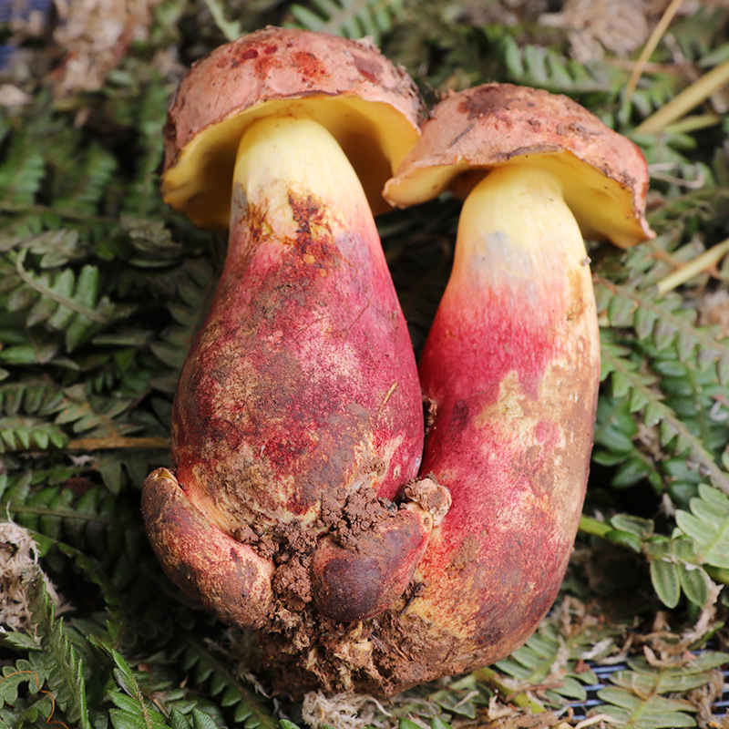 云南野生红葱菌 云南精选见手青 产地直供 新鲜直达 5公斤装