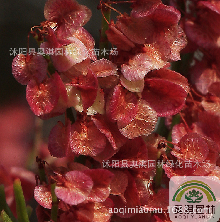 戟叶酸模种子 中药材种子 发芽率高 保质保量 量大优惠 货到付款