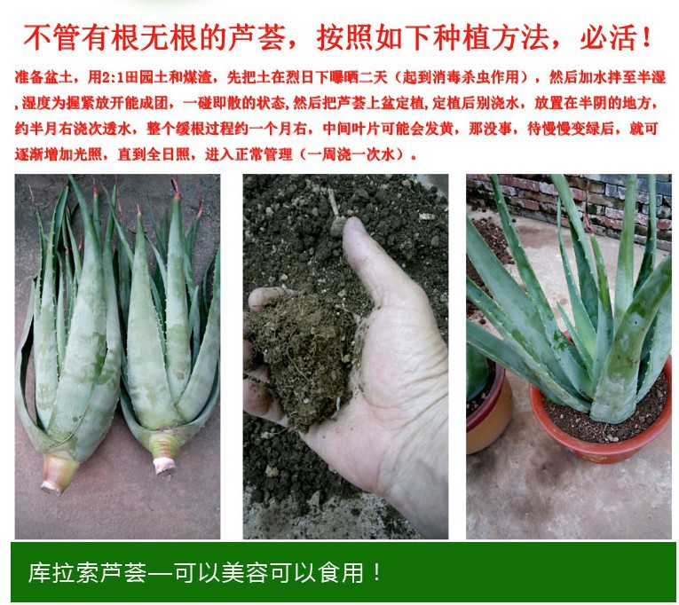 芦荟盆栽芦荟大苗植物库拉索美容芦荟可食用可美容可种植芦荟苗