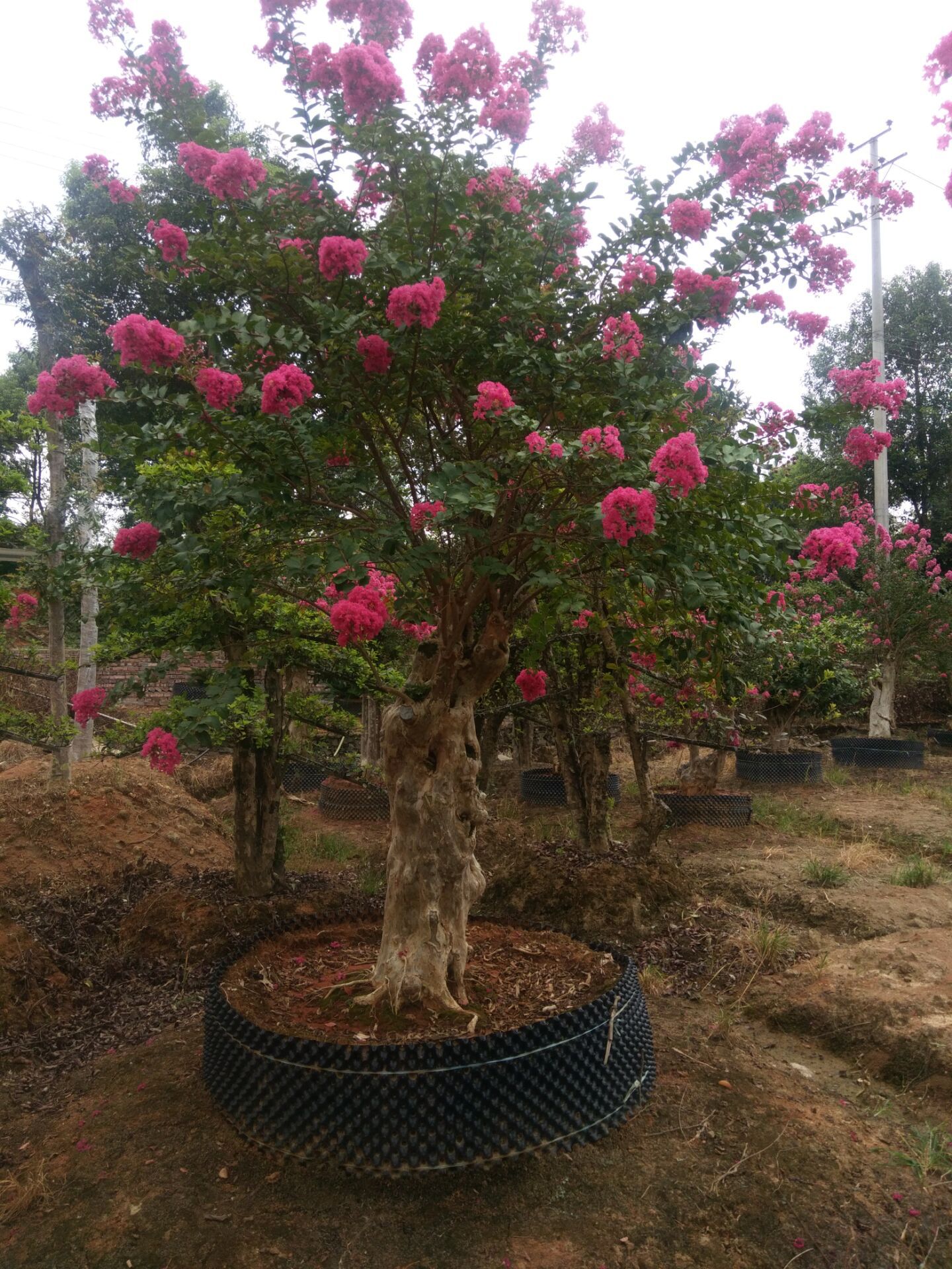 批发造型紫薇桩树苗 庭院古桩风景树市政园林绿化苗木 基地直销 浏阳