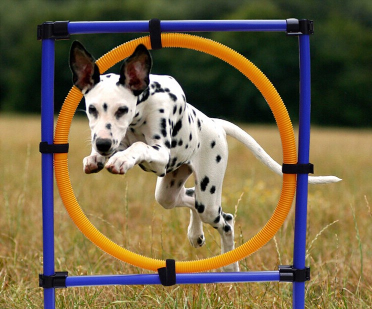 高质量训练宠物灵敏度跳圈 宠物训练用品运动品 狗狗跨栏绕杆