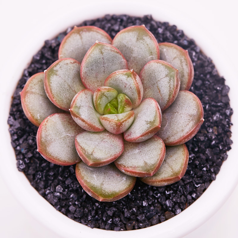 葡萄1年品相 多肉植物组合盆栽阳台云南治家森活多肉