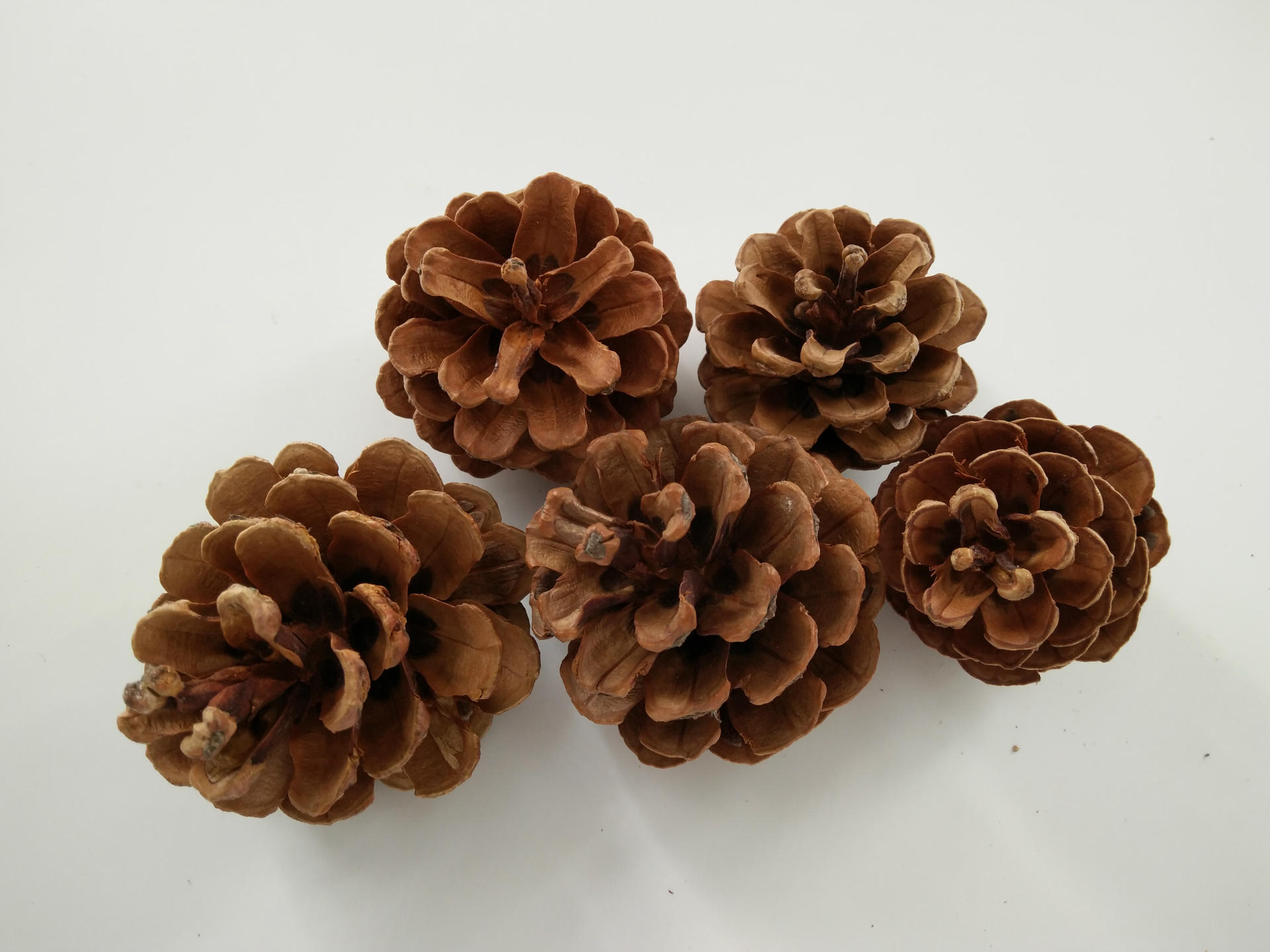 油松塔 复古拍摄道具 优质油松塔 大量批发供应油松塔 松果厂家