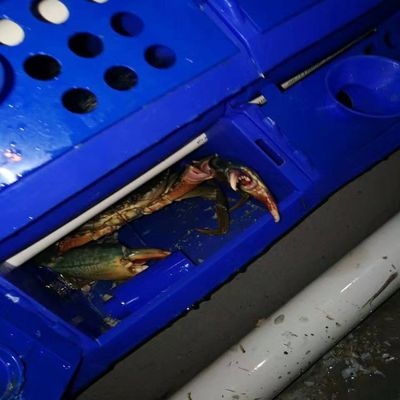 养蟹箱水处理水产养殖设备蟹箱蟹盒蟹屋循环水养殖水处理螃蟹设备
