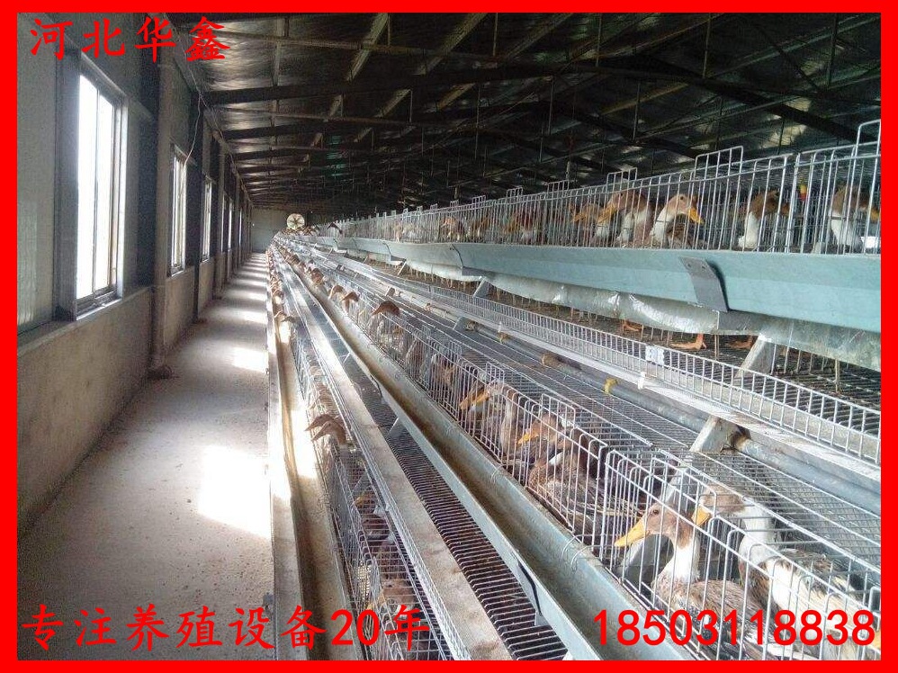 蛋鸭笼鸭子笼养设备鸭子养殖笼子自动化蛋鸭养殖设备笼子