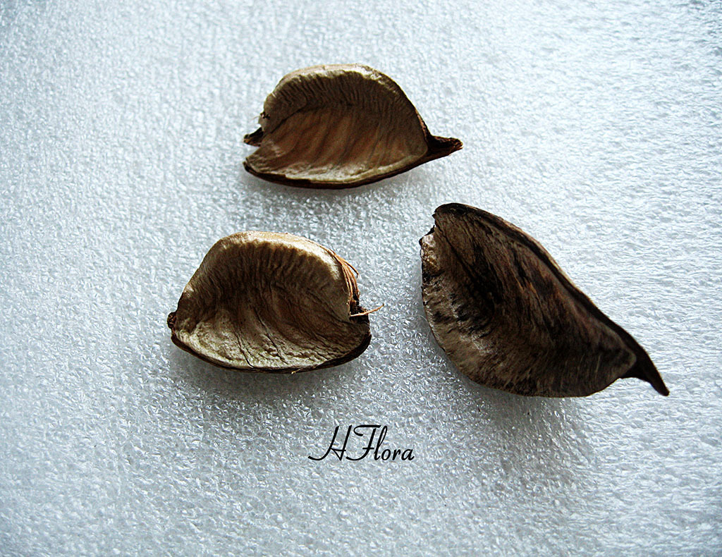 永生花棉花壳 棉壳100克一盒 植物干花干果干枝 手工制作