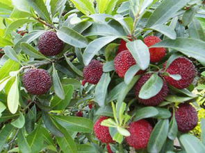 绿化树种,罐头水果,保健水果,杨梅新品种——东魁杨梅